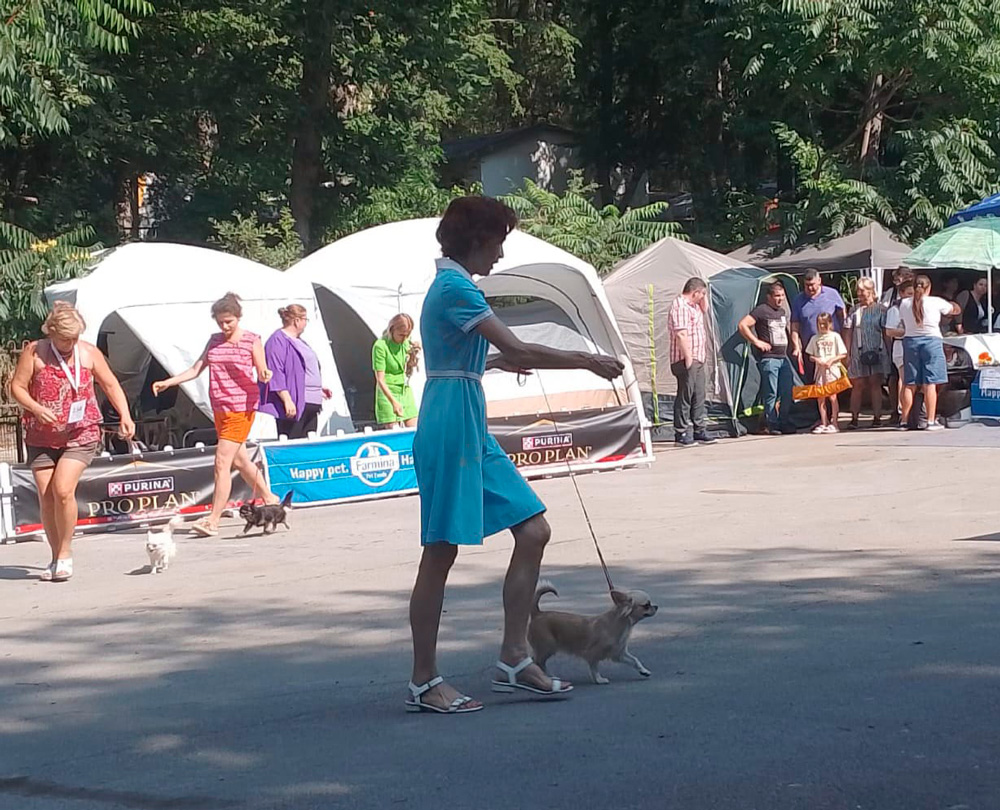 питомник чихуахуа в Варне «Always a Champion»