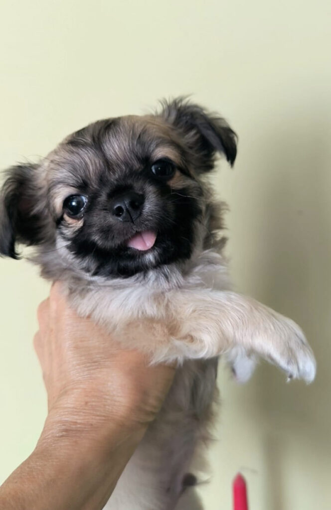 Чихуахуа с родословие Варна, сентябрь 2025 (1)