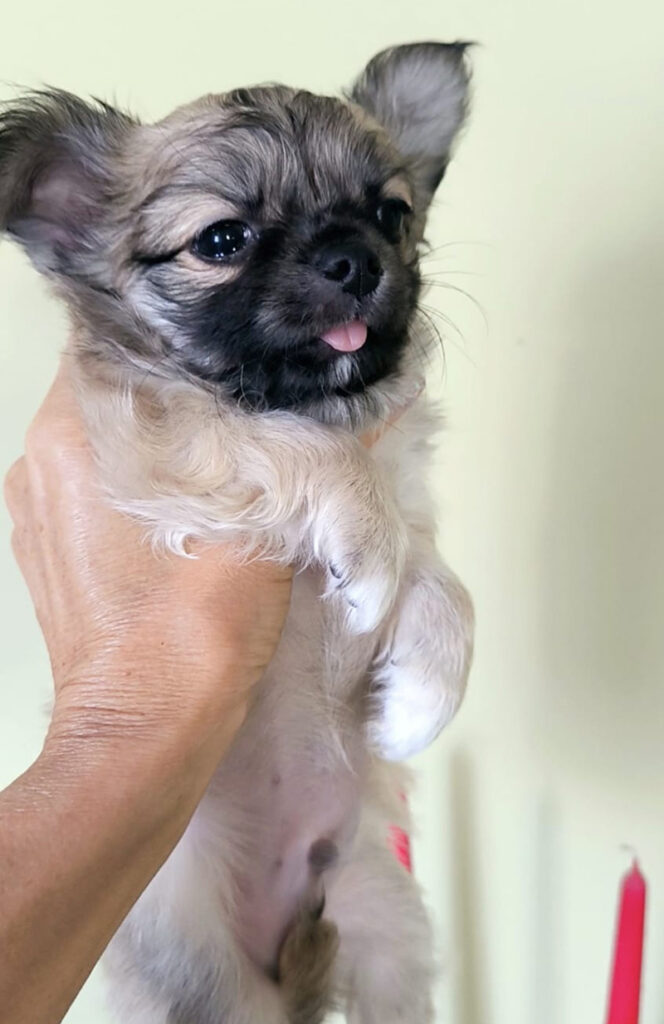 Чихуахуа с родословие Варна, сентябрь 2025 (2)