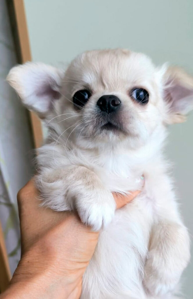 Чихуахуа с родословие Варна, сентябрь 2025 (3)