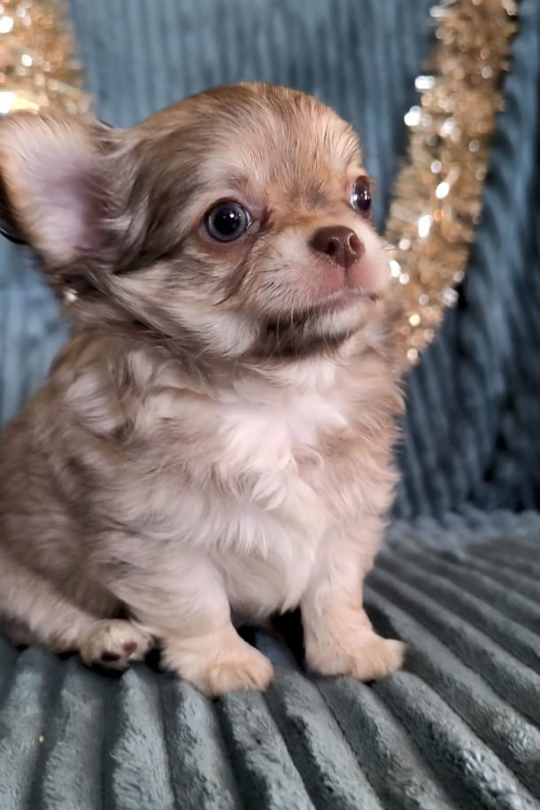 puppy boy_05-12-2025