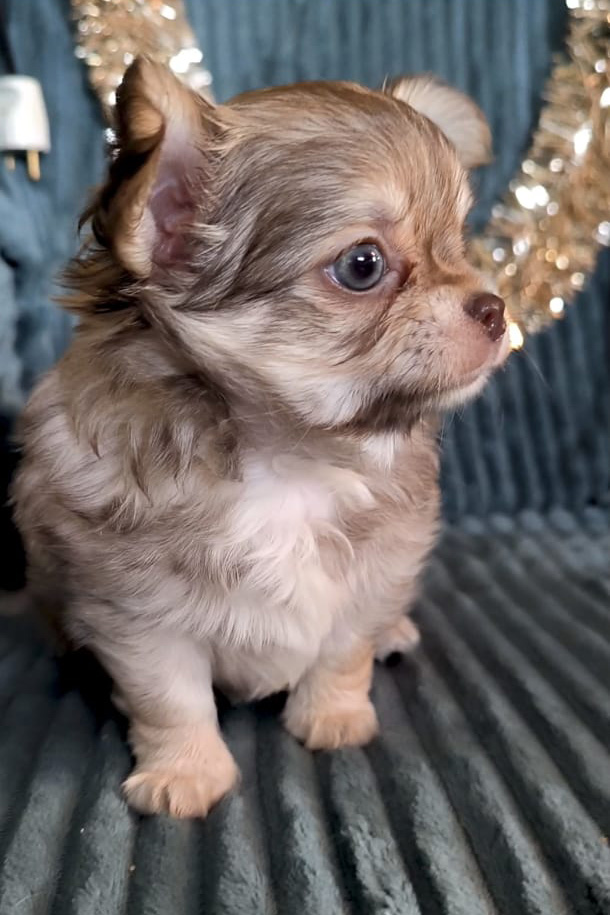 puppy boy_05-12-2025